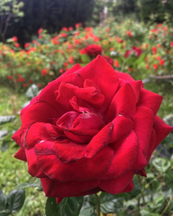 Tenuta La Rosa B&B Campi Bisenzio Esterno foto